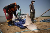 Study Reveals How Record Heat Boiled and Killed Hundreds of Dolphins