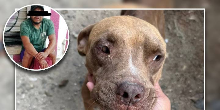 Detienen a hombre por abuso sexual contra una perrita en Cancún