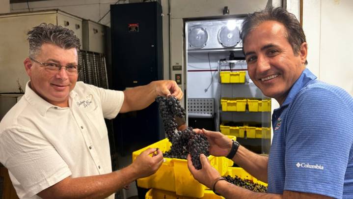 Florida sorprende: cosechan uvas resistentes y renace el vino local