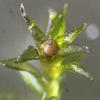 Moss survives for 9 months in outer space