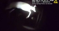 Wild surprise: Deer leaps at Georgia police officer in dark woods