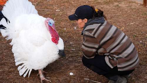 Algunas familias 'adoptan' pavos para el Día de Acción de Gracias en lugar de comerlos