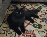 OCHS adoptable pet: Raven is not a bird, but a floofy cat