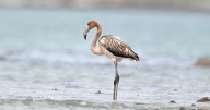 Frankie the Flamingo living new life in France after escaping