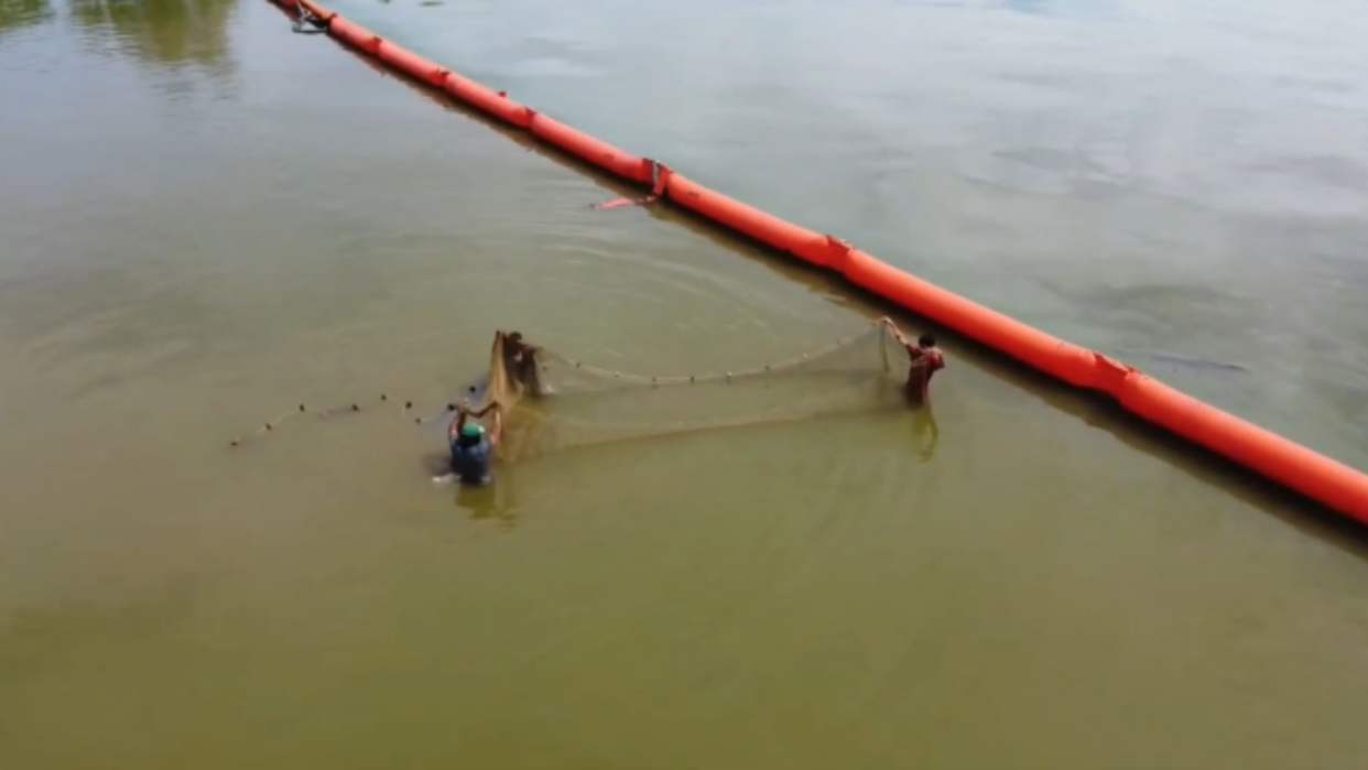 Aseguran que producción del cangrejo azul es un motor para la economía