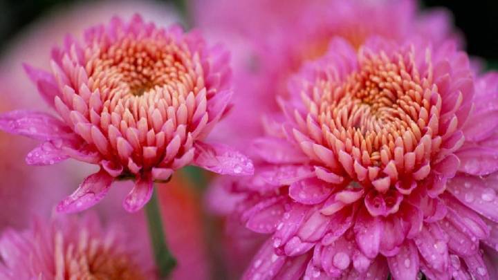 Una joya en el jardín: la planta que florece cuando todas las demás de marchitan