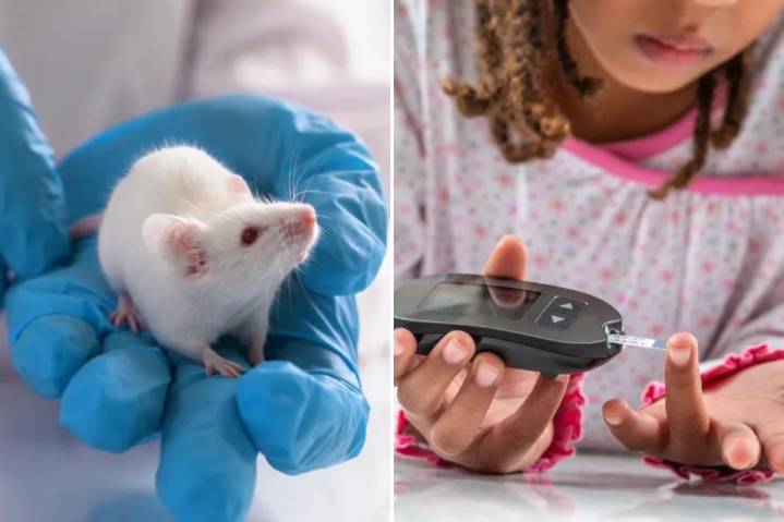 Scientists identify potential type 1 diabetes cure in milestone study