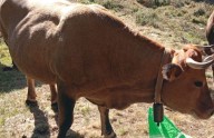 En busca de la vaca «Leti», desaparecida en Boal: los dueños ofrecen una recompensa por «información contrastable»