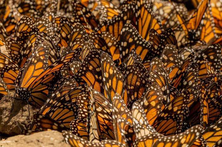 Millones de mariposas monarcas regresan a México junto al enigma de su migración