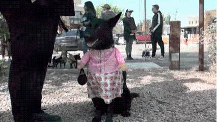 'Howl-A-Day' Pet Parade at Albuquerque's Rail Trail