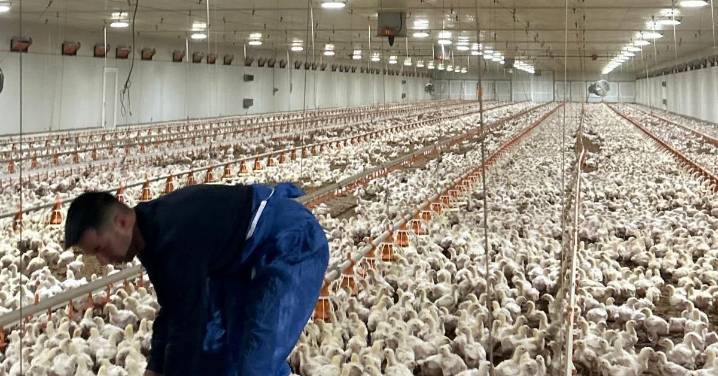 Precaución entre los ganaderos de Jaén ante la gripe aviar: "Un brote sería un desastre económico grandísimo"