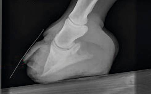 Laminitis in horses: signs, causes, treatment and prevention