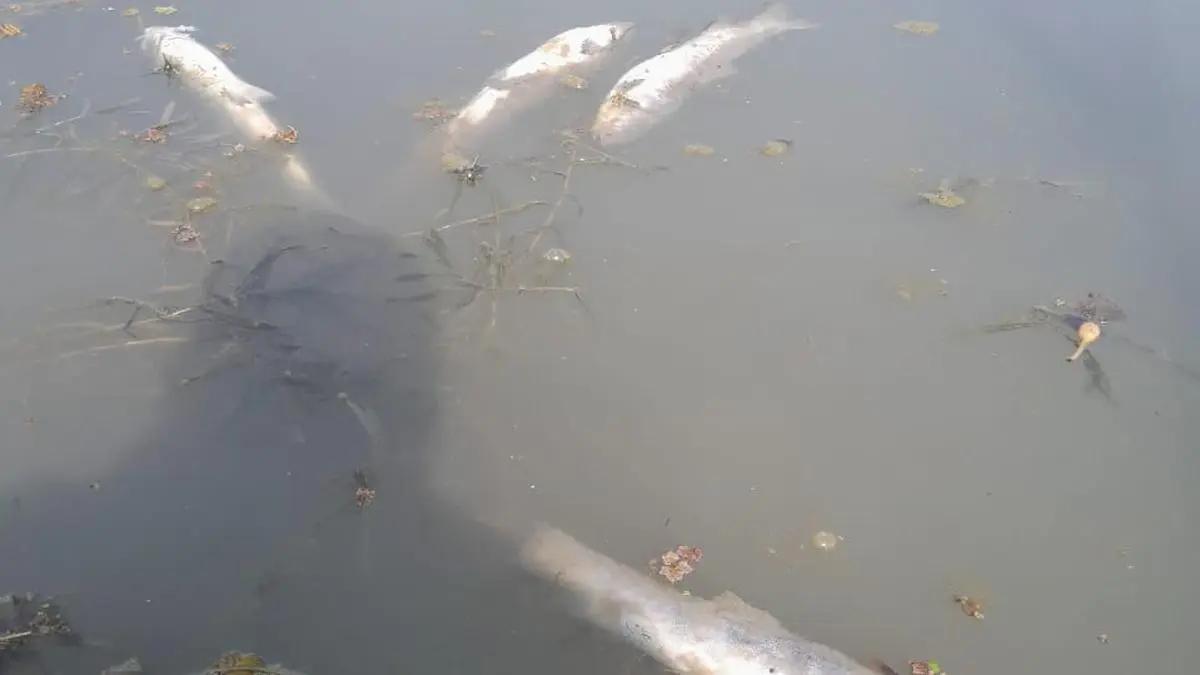 Mass fish deaths reported in Wular lake, threatening Kashmir’s key livelihood source