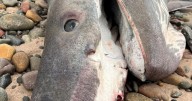 Massive shark found dead on beach had plastic in stomach