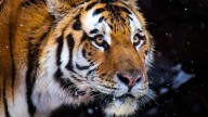 Nik the Amur tiger dies at the Hogle Zoo