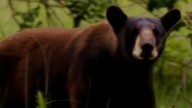 Why some hunters are trying to stop Florida black bear hunt