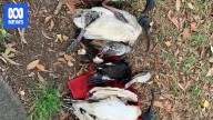 Dozens of birds killed in suspected poisoning attack on the Gold Coast