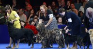 Soleil, a Belgian sheepdog, takes Best in Show at the National Dog Show