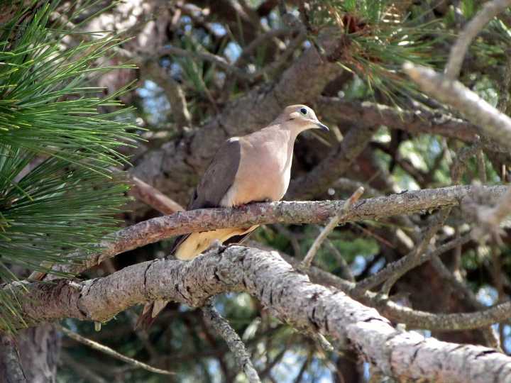 Blane Klemek Outdoors: The abundant and musical mourning dove