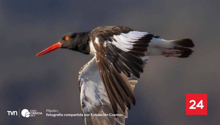 El pilpilén común enfrenta una nueva temporada reproductiva en el Humedal Río Maipo
