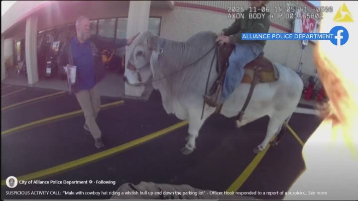 Police body camera video: ‘Suspicious activity call’ of bull in Alliance parking lot
