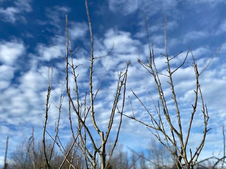 Here's how to prepare your plants for winter