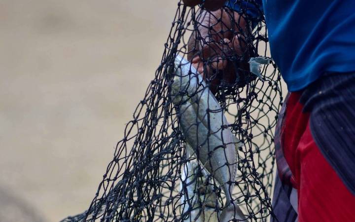 FAO destaca el potencial nutricional del mar y pide a América Latina que lo aproveche