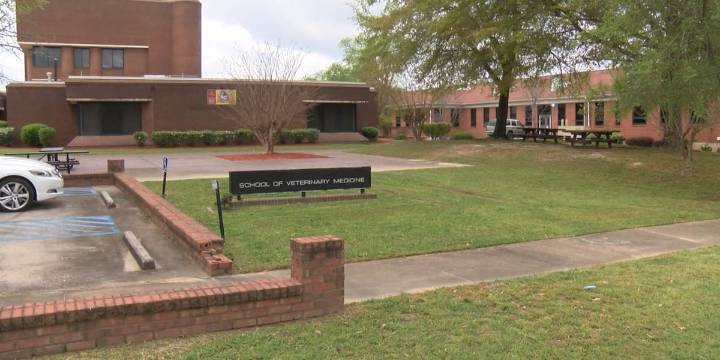 Tuskegee University sues American Veterinary Medical Association over attempt to strip their accreditation status