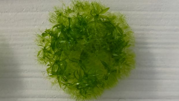 This moss survived 9 months outside the International Space Station in the harshness of space