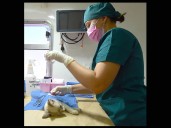 Informa Instituto de Protección y Bienestar Animal jornadas gratuitas de esterilización