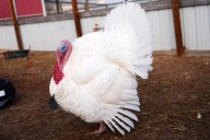 More families ‘adopt’ turkeys for Thanksgiving instead of eating them