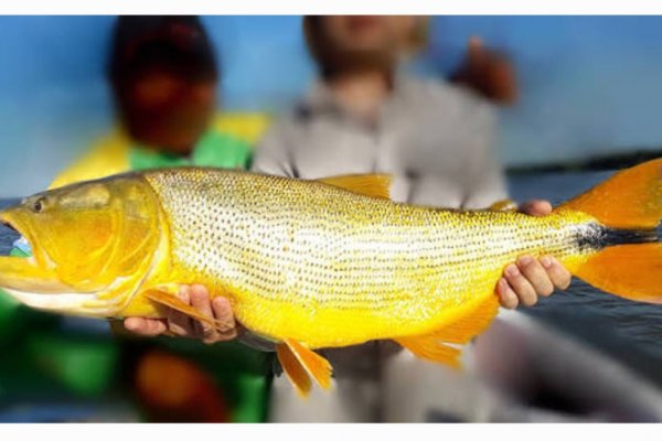 SORPRESA! El gobernador de Corrientes vetó una Ley que protegía al Dorado: los motivos