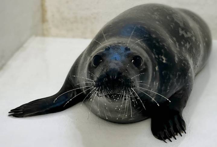 Beloved grey seal dies during surgery at Brigantine rescue center