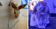 100 Hilarious Posts By Rabbit Owners Exposing These Deceptive Fluffballs (New Pics)