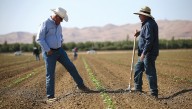 Trump plan to cut farmworker wages hurts US competitiveness
