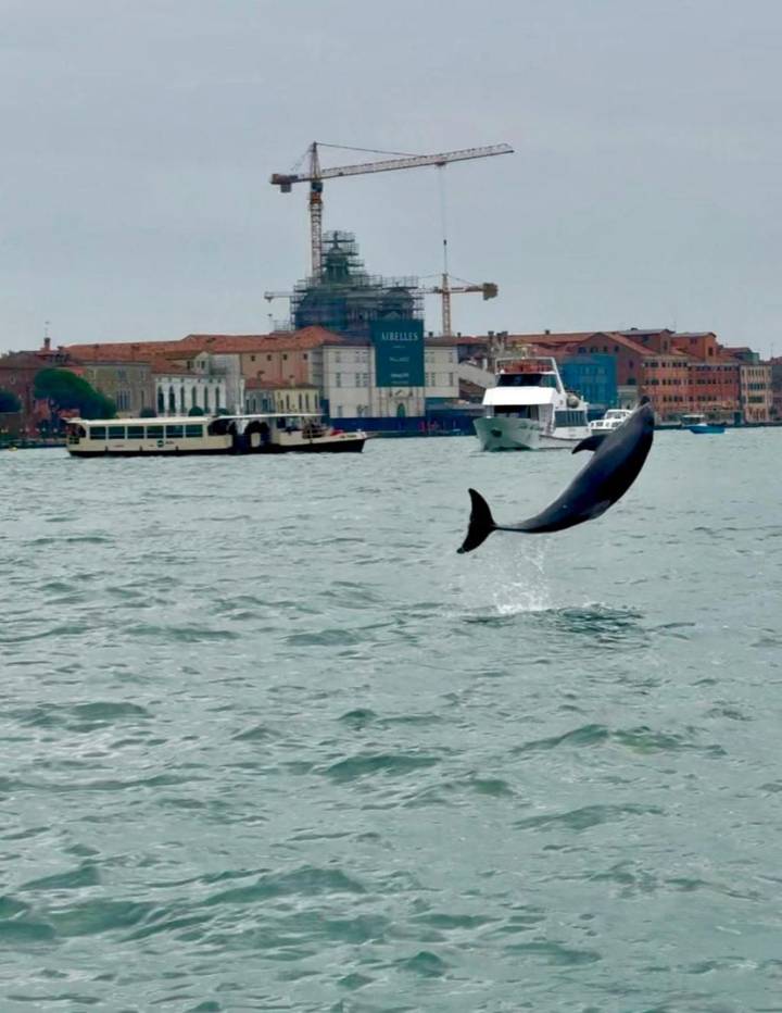 Venice’s newest marvel is a wild, acrobatic dolphin. His refusal to leave puts him in danger