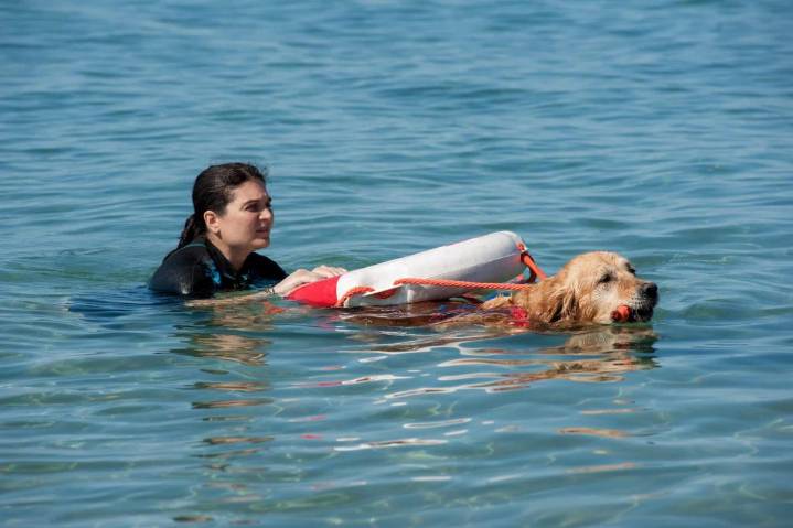 11 Dog Breeds Who Excel In Search And Rescue Work