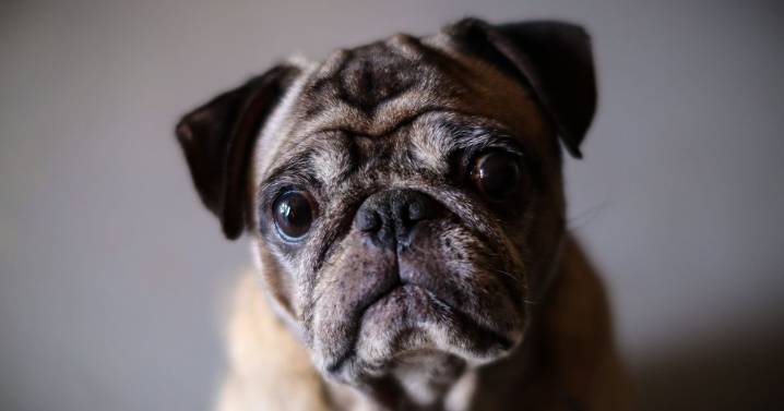 If a dog has 'head shake' symptom it could be something serious