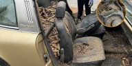 Un hombre se encuentra un Porsche de 1970 que llevaba enterrado entre piñas durante 31 años: era un refugio para ardillas