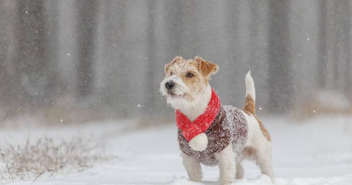 Vet's 'keep indoors' alert when UK temperature gets this low