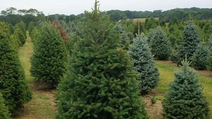 Where to cut your own Christmas tree in NJ and NY in 2025