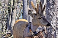 Viaje hacia la libertad. El intenso operativo para proteger a Newenche, el huemul que regresó a su hábitat natural