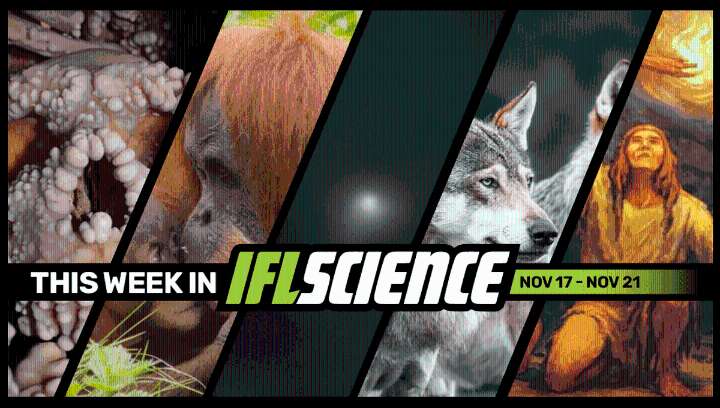 First-Ever Look At Neanderthal Nasal Cavity Shatters Expectations, NASA Reveals Comet 3I/ATLAS Images From 8 Missions, And Much More This Week