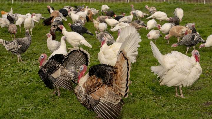 Looking for an alternative Thanksgiving? Try ‘adopting' a turkey