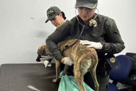 Dueño que agredió brutalmente a su perro en Montecristo fue imputado por maltrato agravado