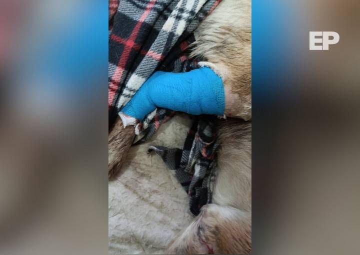 Perros son atacados con arma blanca en Población Dubrasic