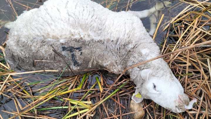 "La situación es desesperante": Un ataque de lobo deja siete carneros muertos en una explotación de Muñoz