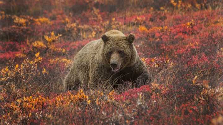 Grizzly Mauling Of School Picknickers In Canada Baffles Experts