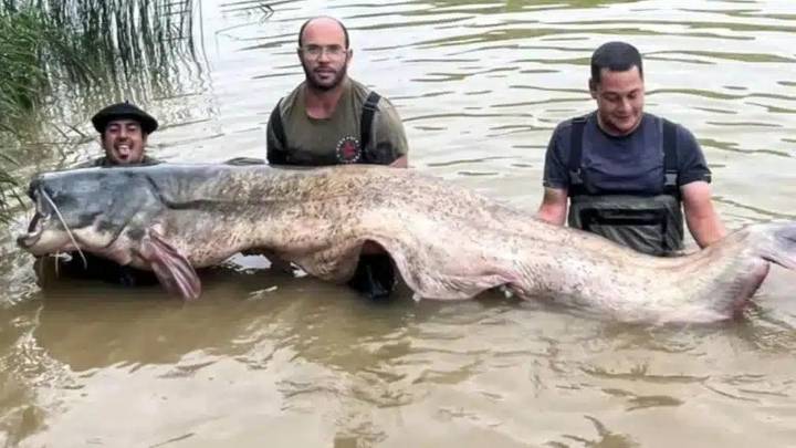 Pescan el siluro más grande de España hasta la fecha en aguas del Ebro: 130 kilos de peso y una batalla de 45 minutos