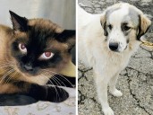 Pets of the week: Mayhem is actually shy. Star is a gentle giant